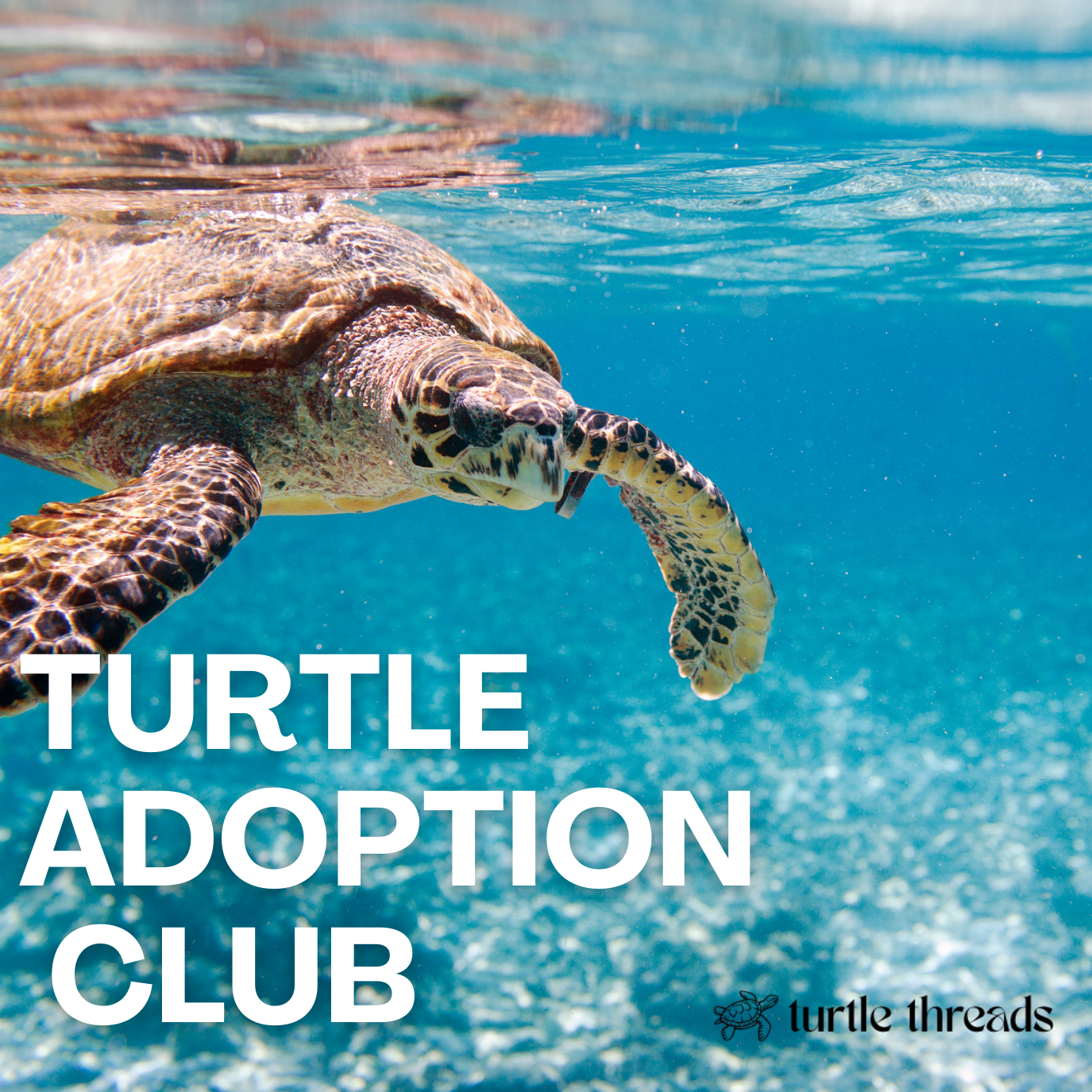 Turtle Adoption Club